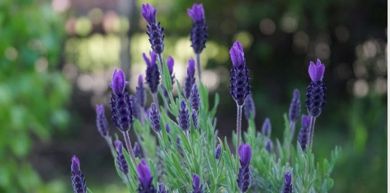 Lavendel