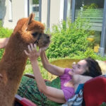 Alpaka Besuch GZO und Hospiz